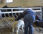 Lammetjes knuffelen op de markt